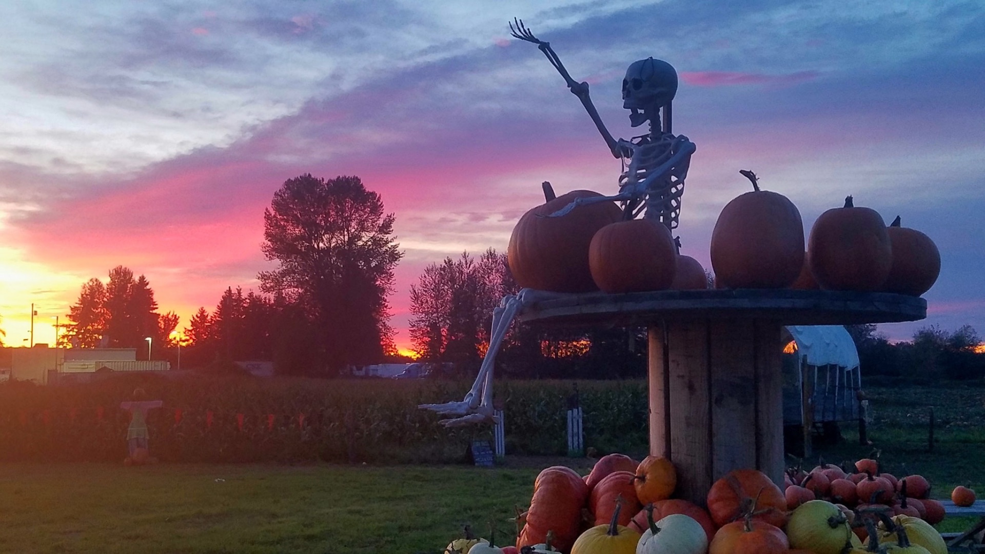 A skeleton and pumpkins at sunset