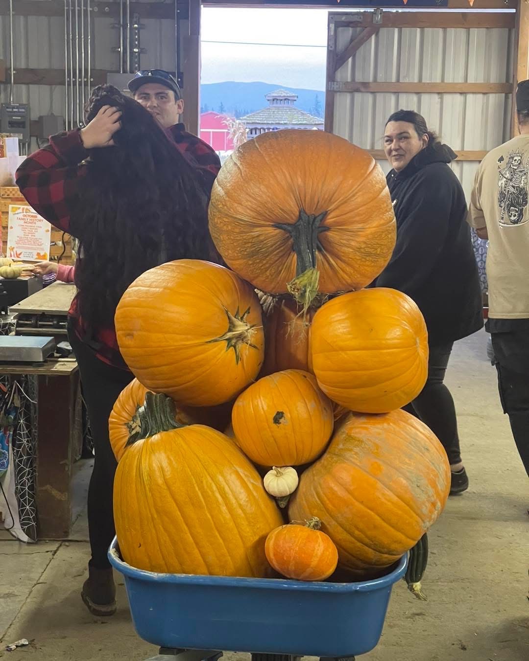 A wheelbarrow filled with giant pumpkins