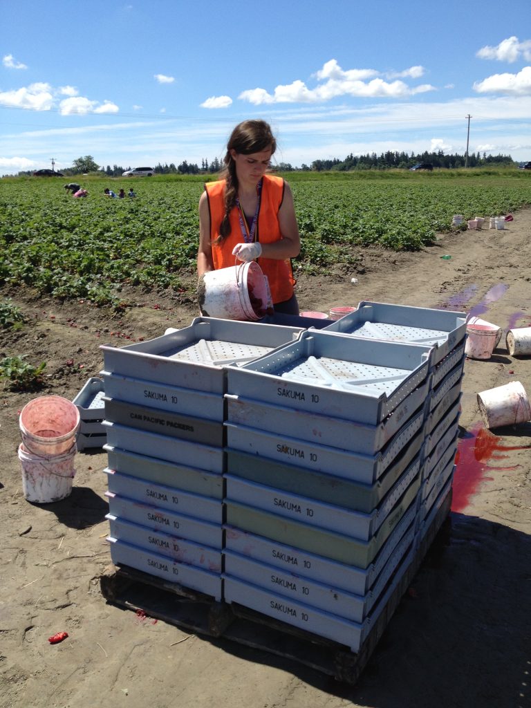 blueberries farm picking