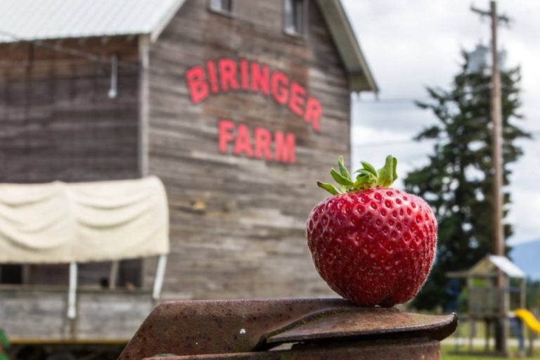 14 Strawberry and Barn