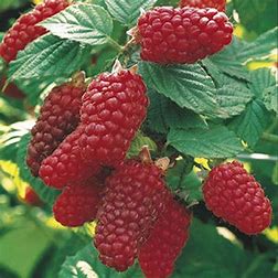 Tayberries on the vine